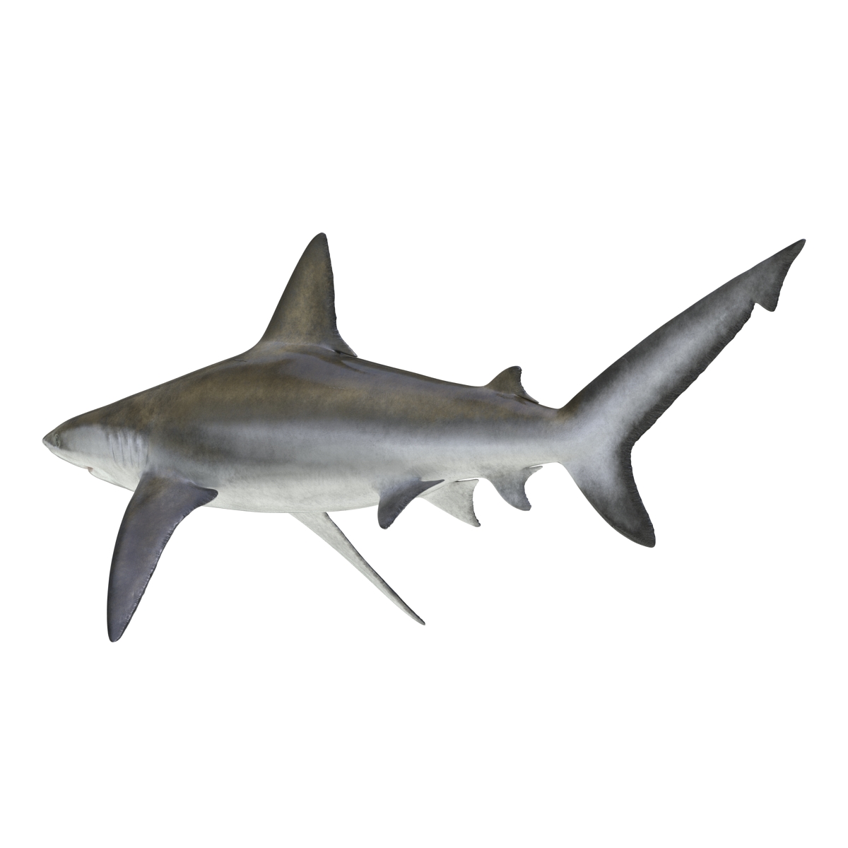 3D Bignose Shark model