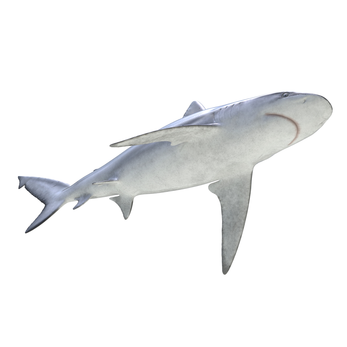 3D Bignose Shark model