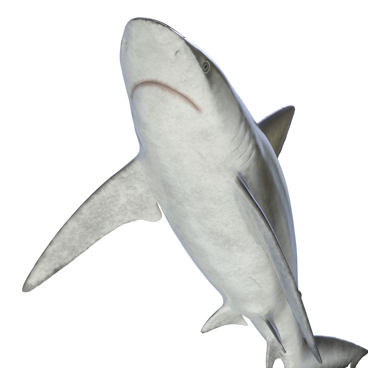 3D Bignose Shark model