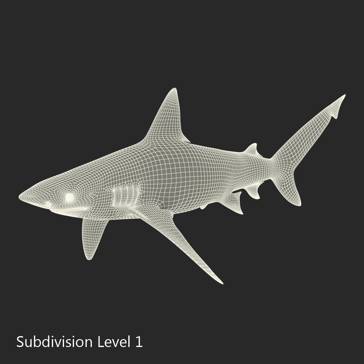 3D Bignose Shark model