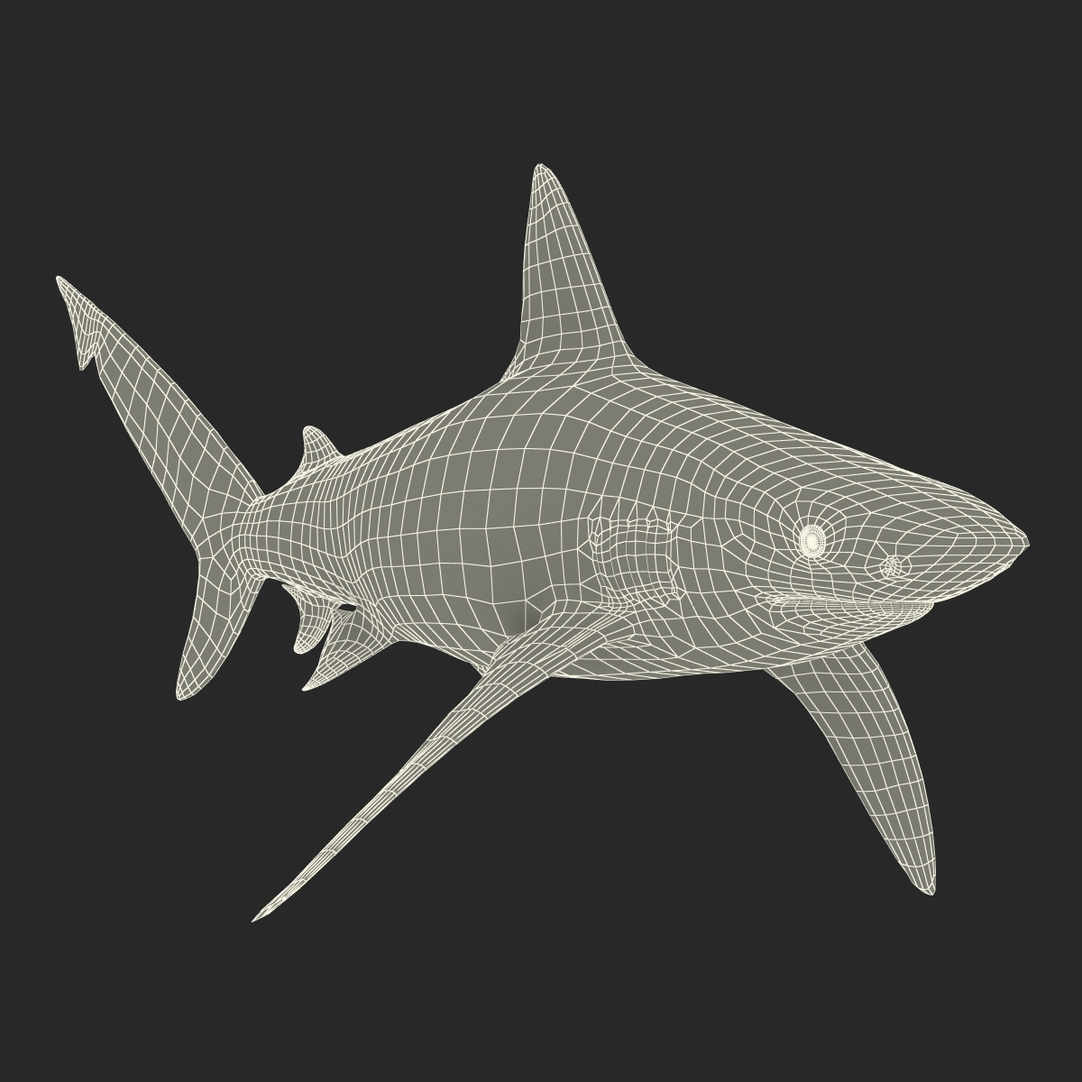 3D Bignose Shark model