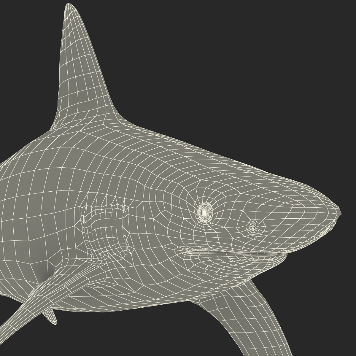 3D Bignose Shark model