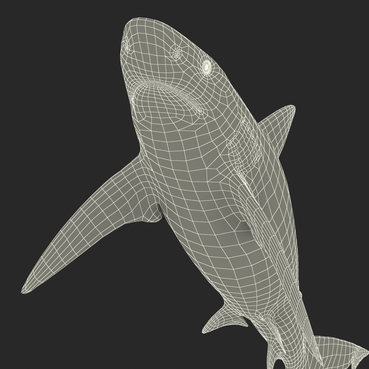 3D Bignose Shark model