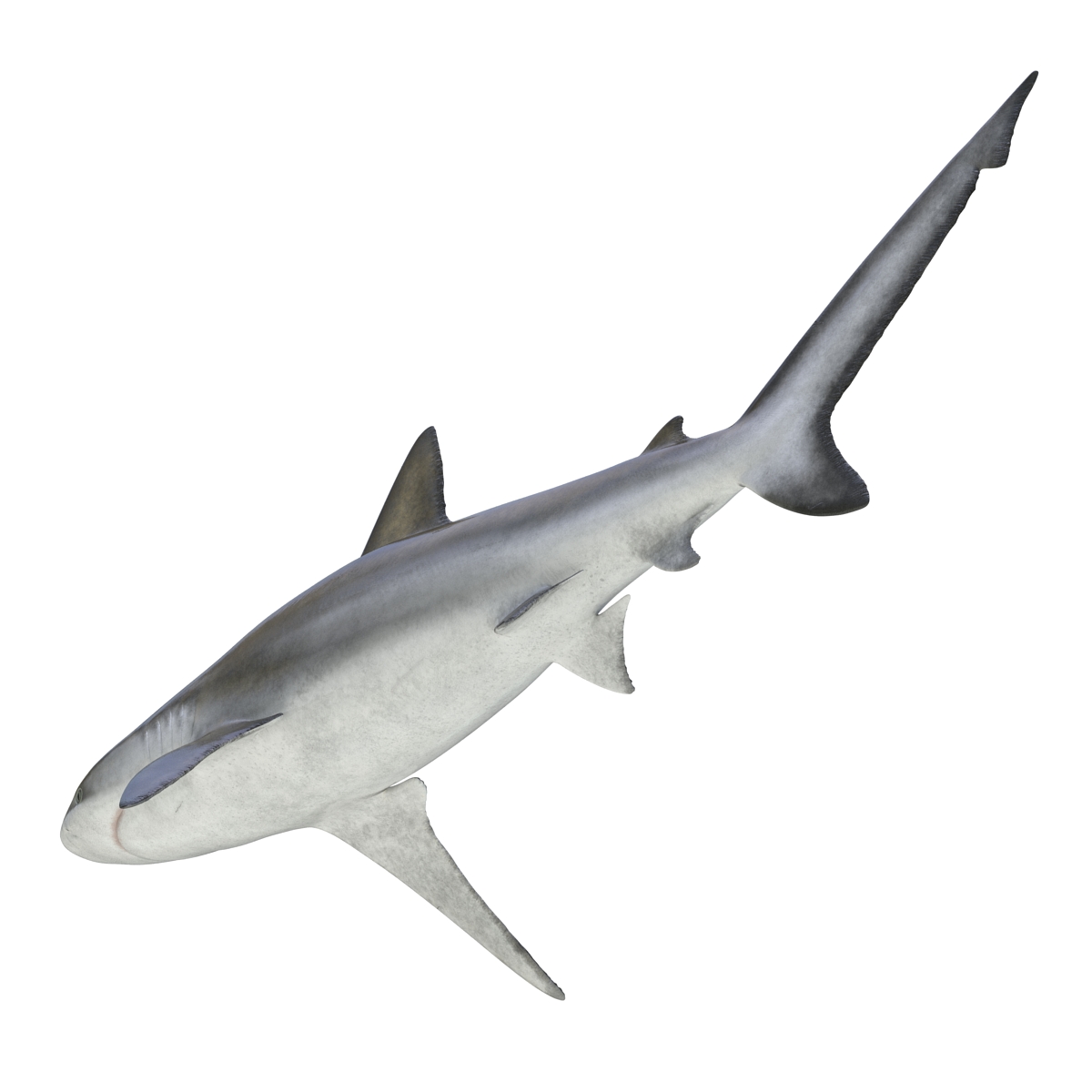 3D model Bignose Shark Rigged