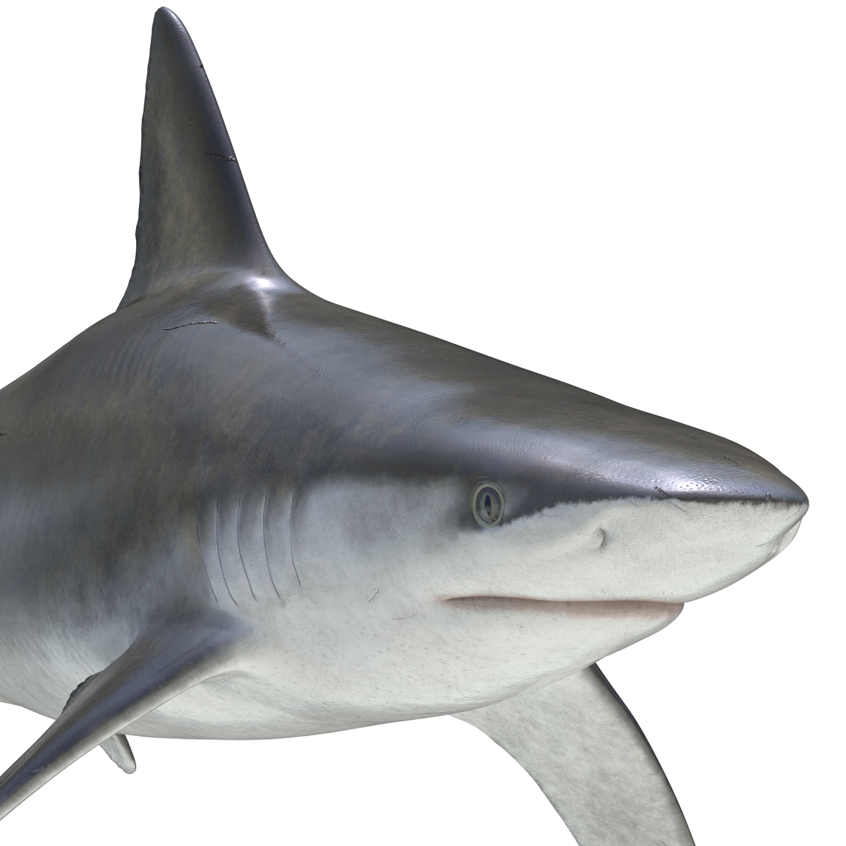 3D model Bignose Shark Rigged