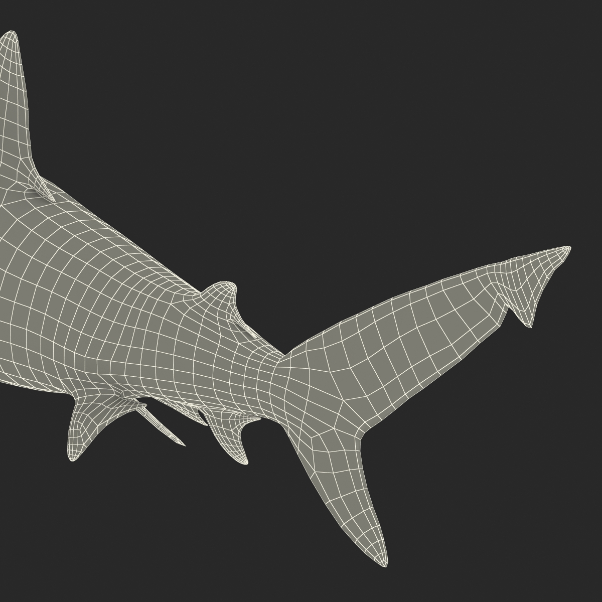 3D model Bignose Shark Rigged