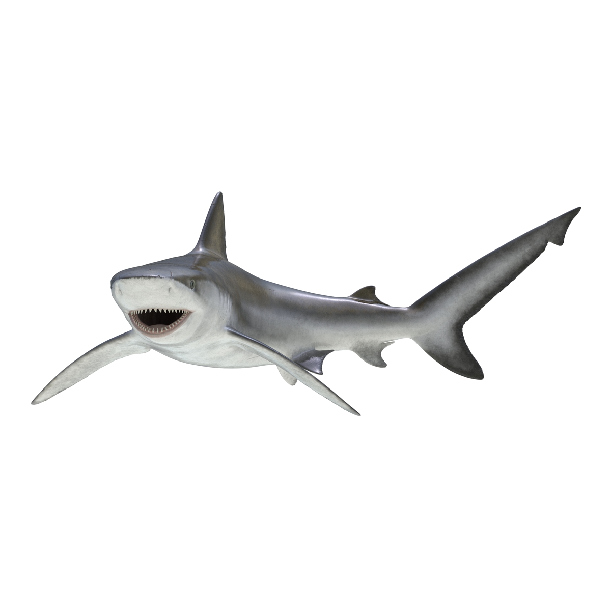 3D model Bignose Shark Pose 2