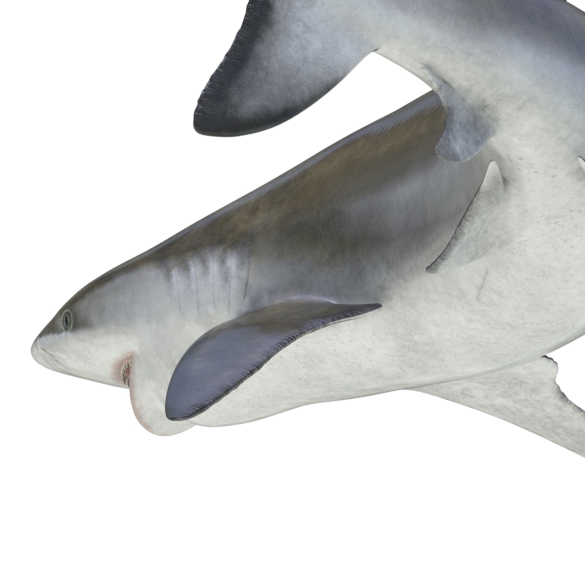 3D model Bignose Shark Pose 2