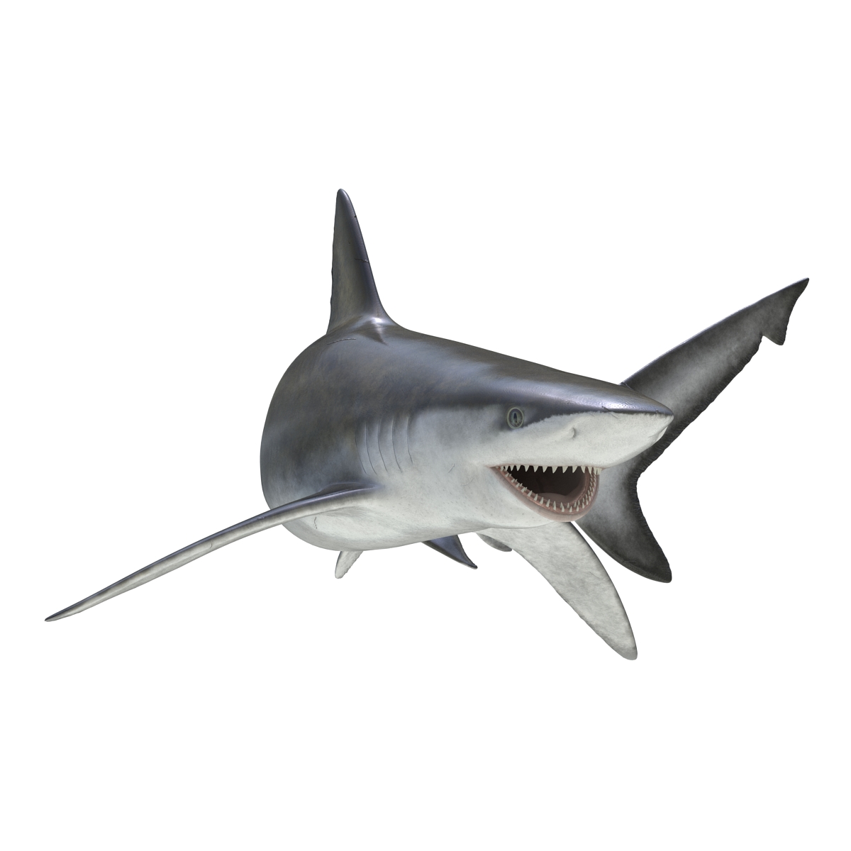 3D model Bignose Shark Pose 2