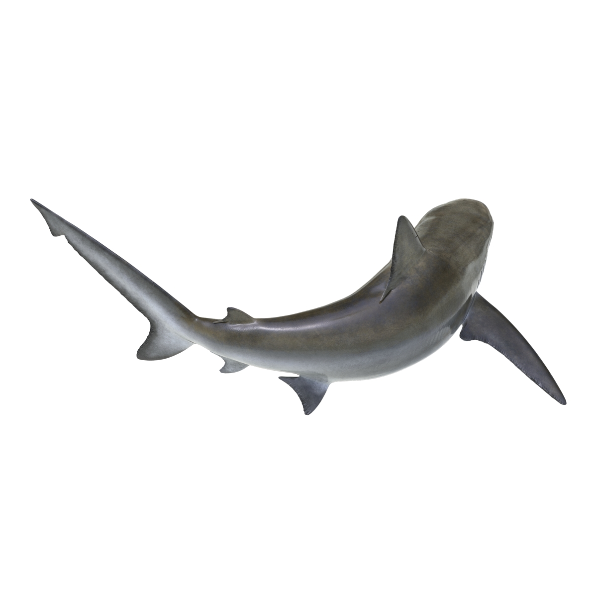 3D model Bignose Shark Pose 2