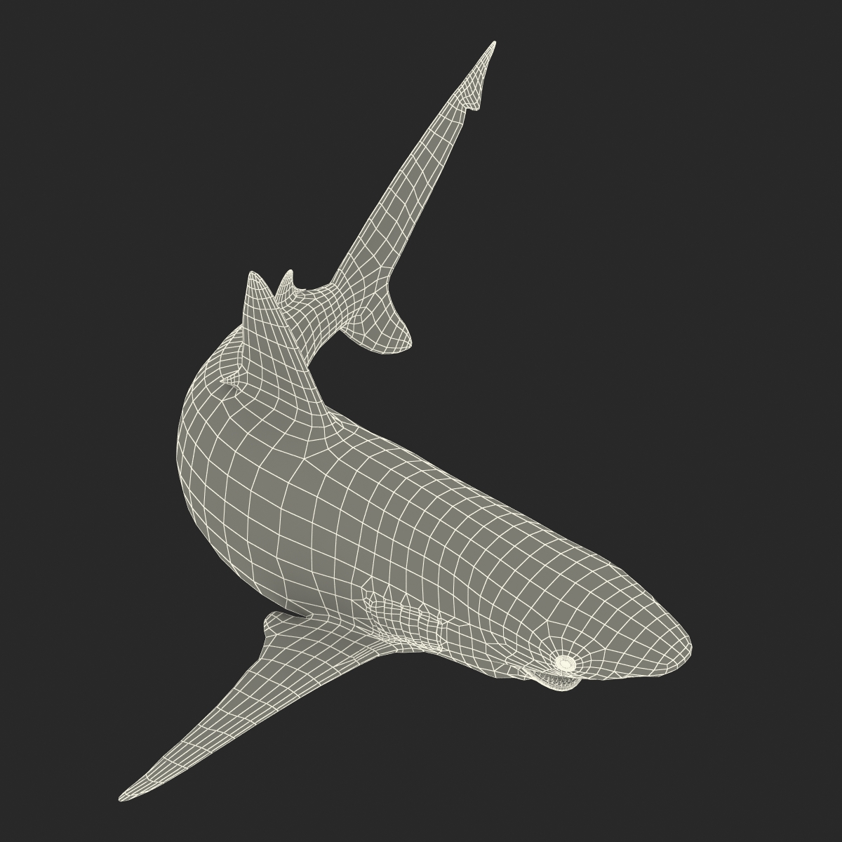 3D model Bignose Shark Pose 2