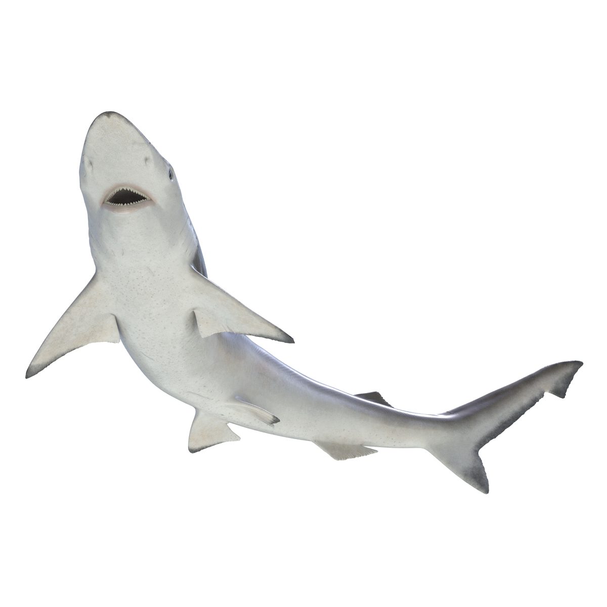 Spadenose Shark Pose 2 3D