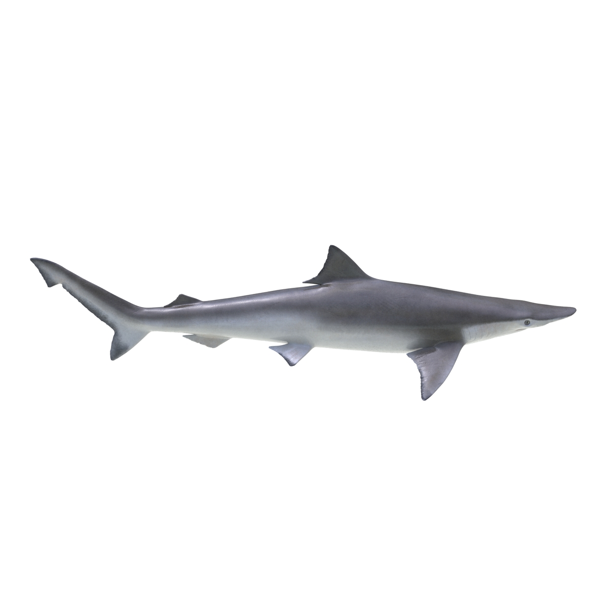 Spadenose Shark Rigged 3D