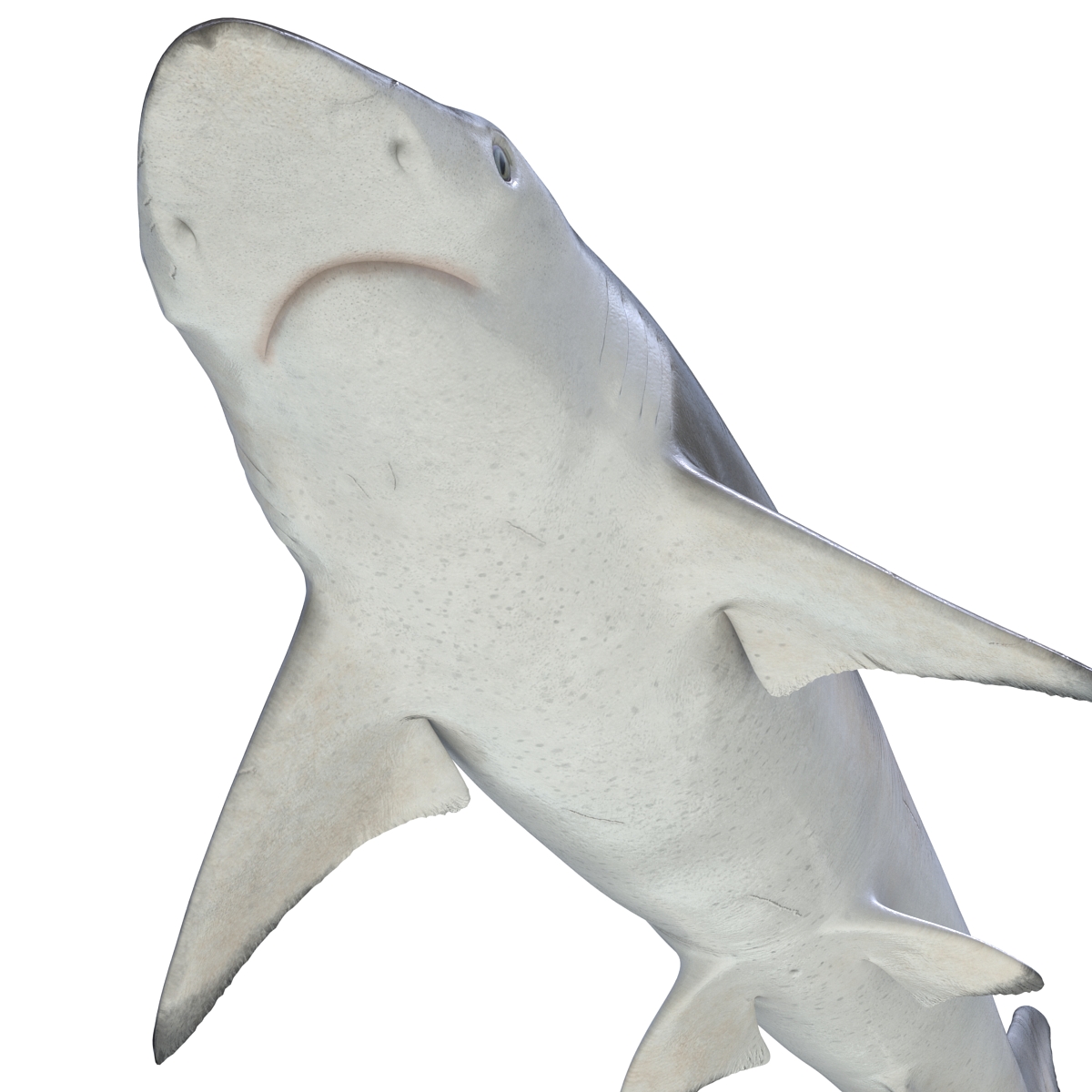 Spadenose Shark Rigged 3D