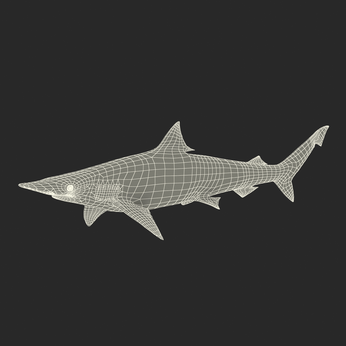 Spadenose Shark Rigged 3D