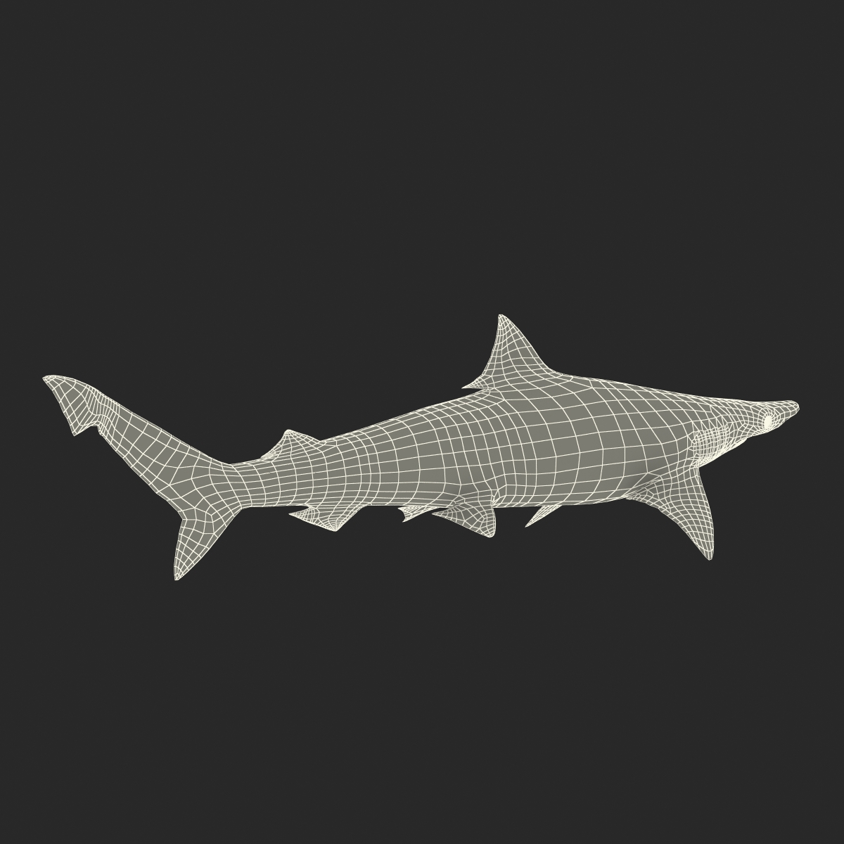 Spadenose Shark Rigged 3D