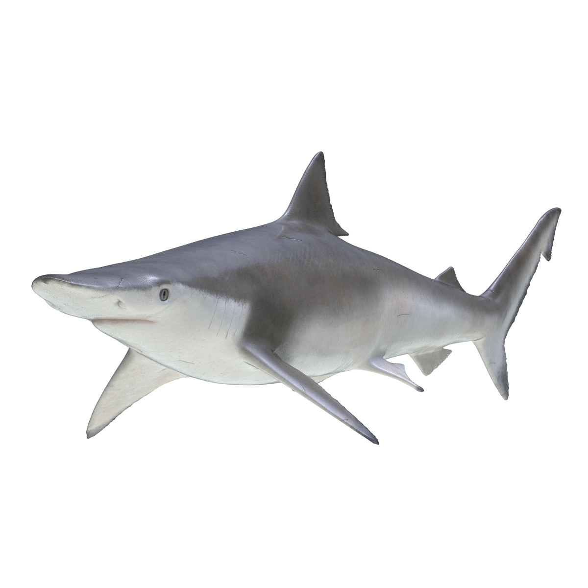 3D model Spadenose Shark