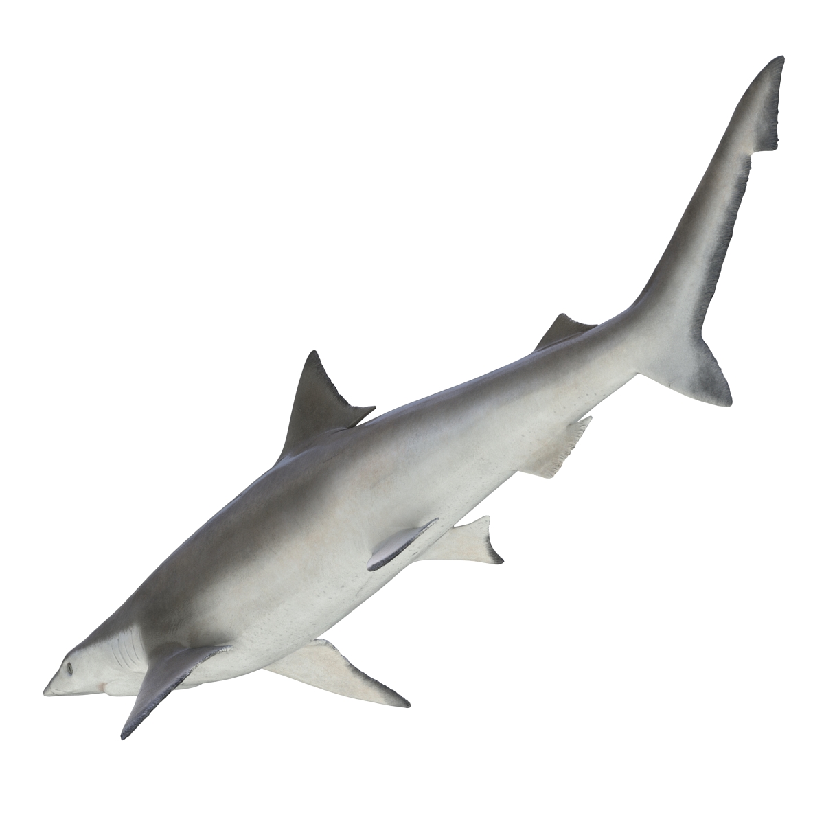 3D model Spadenose Shark