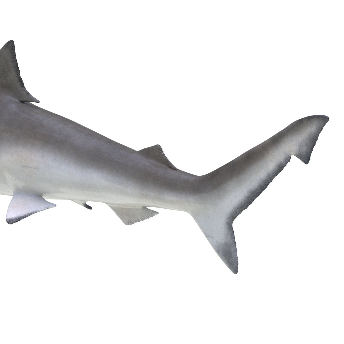 3D model Spadenose Shark