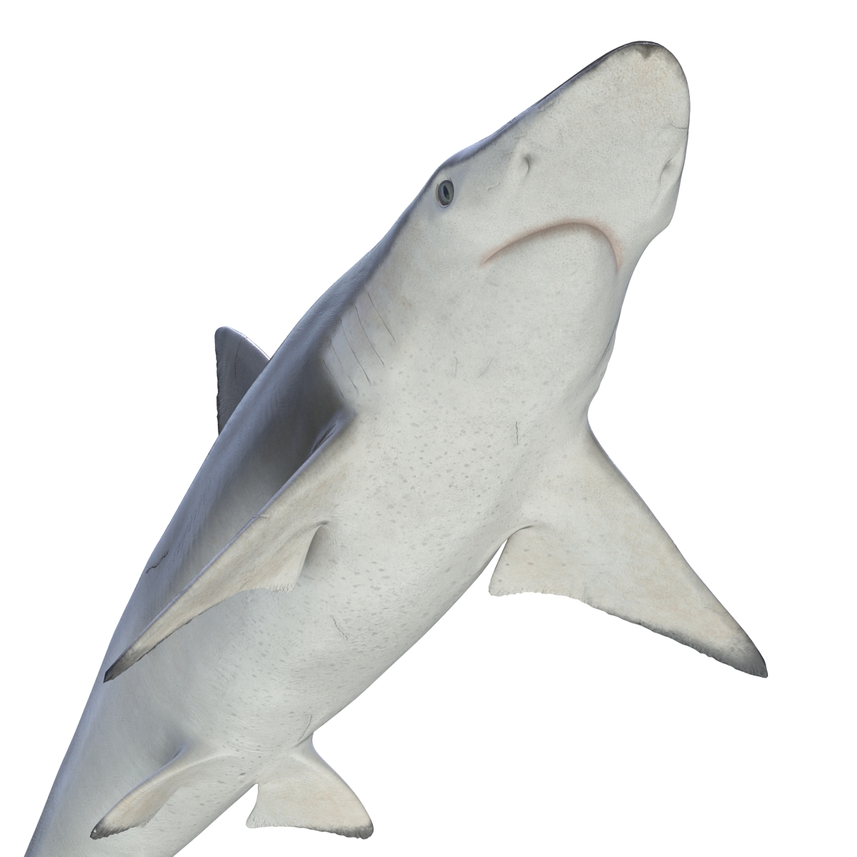 3D model Spadenose Shark