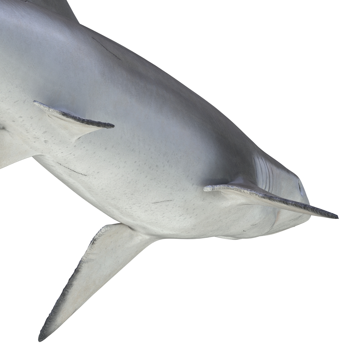 3D model Spadenose Shark