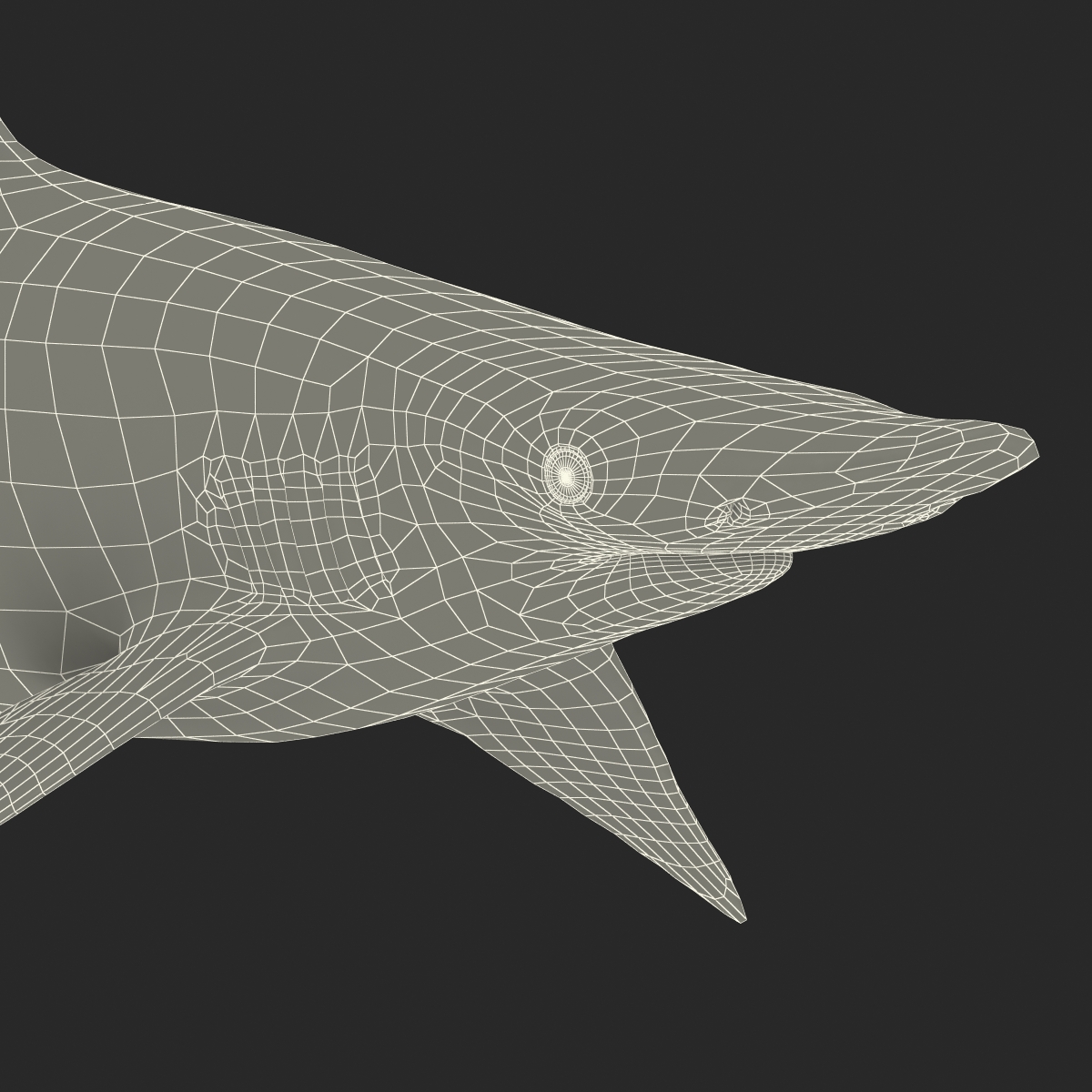 3D model Spadenose Shark