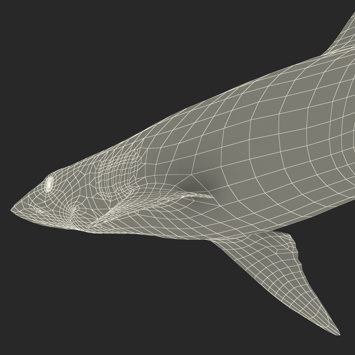 3D model Spadenose Shark