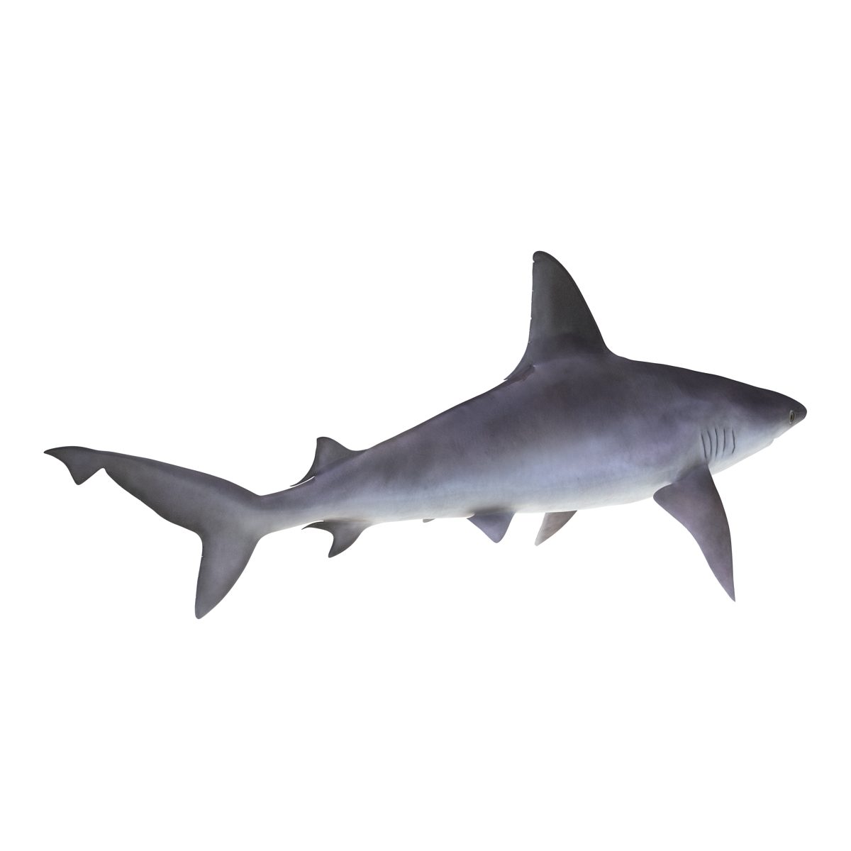 3D Sandbar Shark model