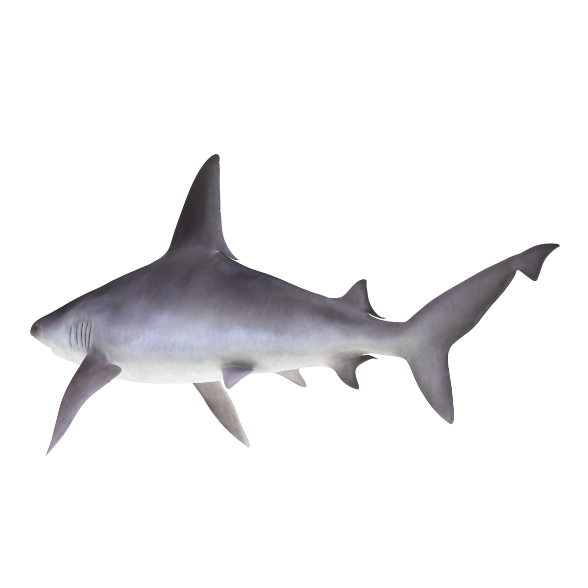 3D Sandbar Shark model