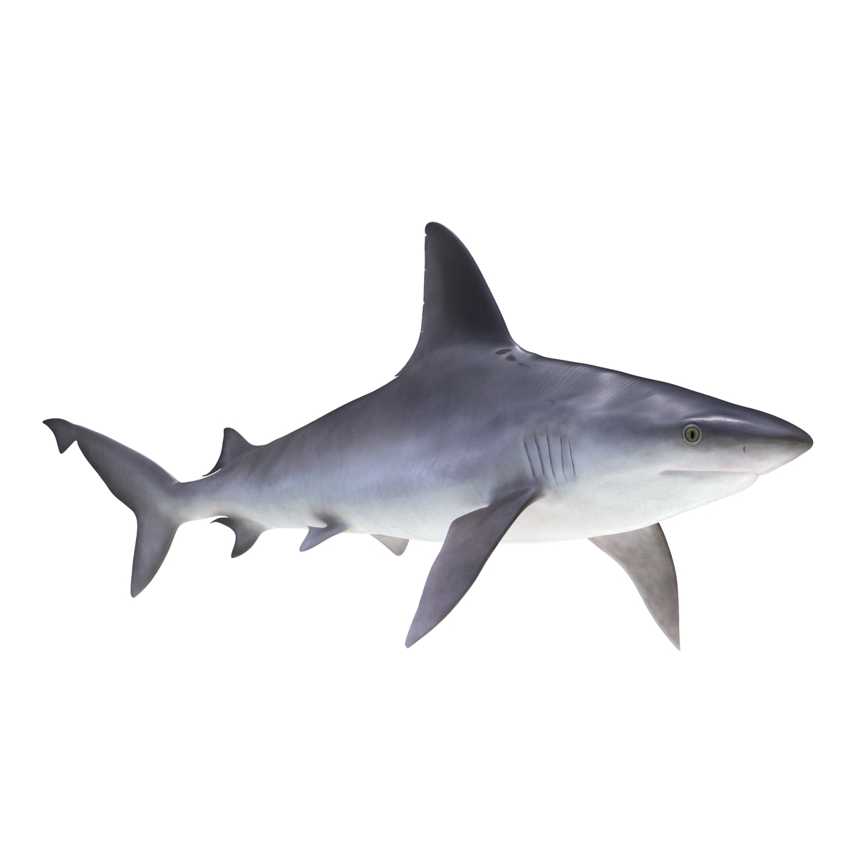 3D Sandbar Shark model