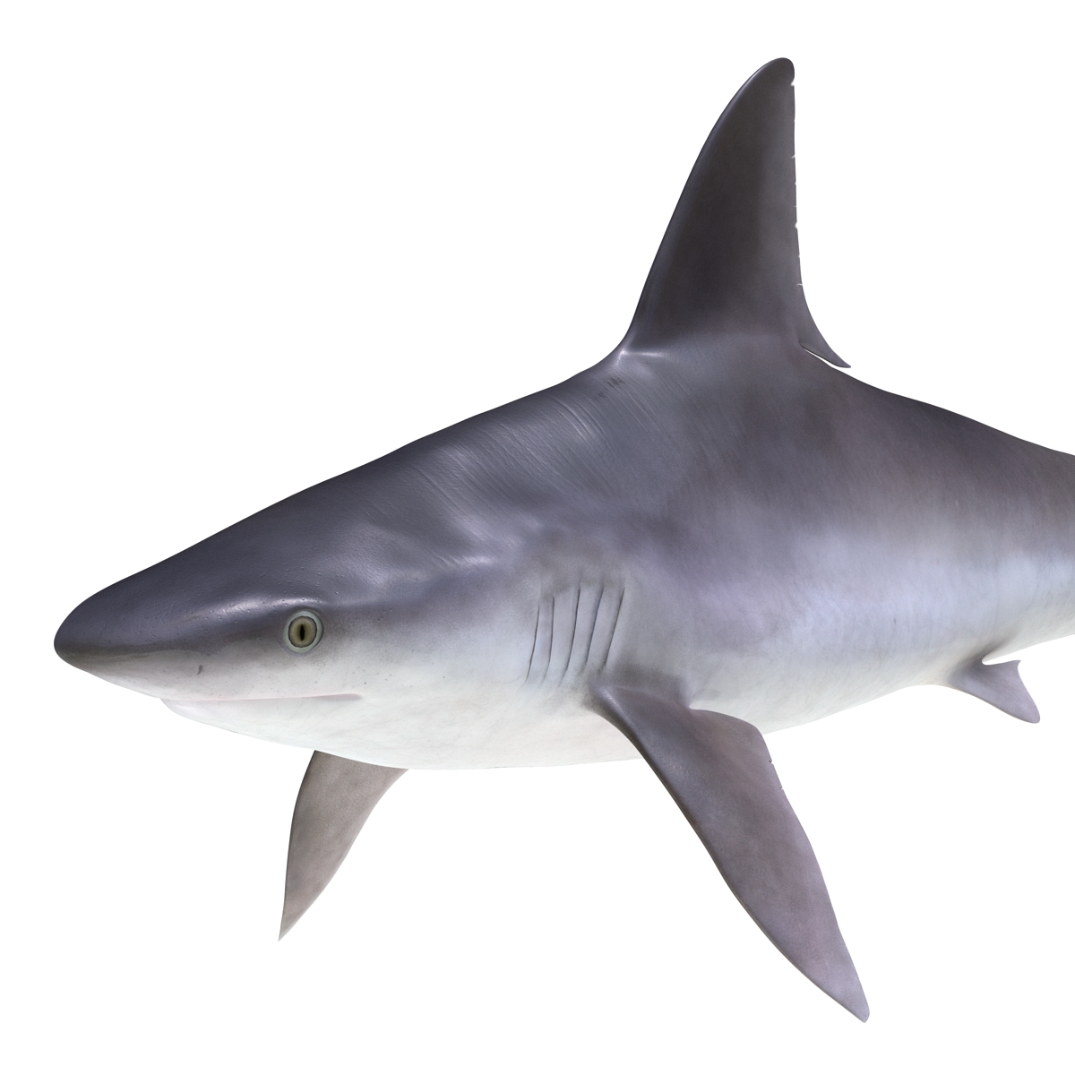 3D Sandbar Shark model