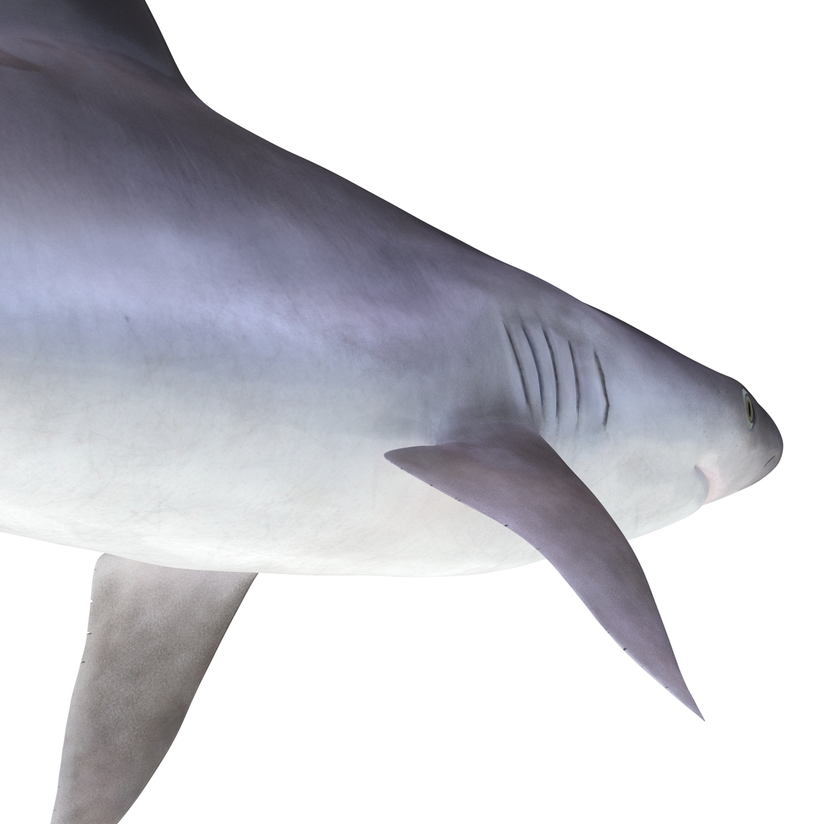 3D Sandbar Shark model