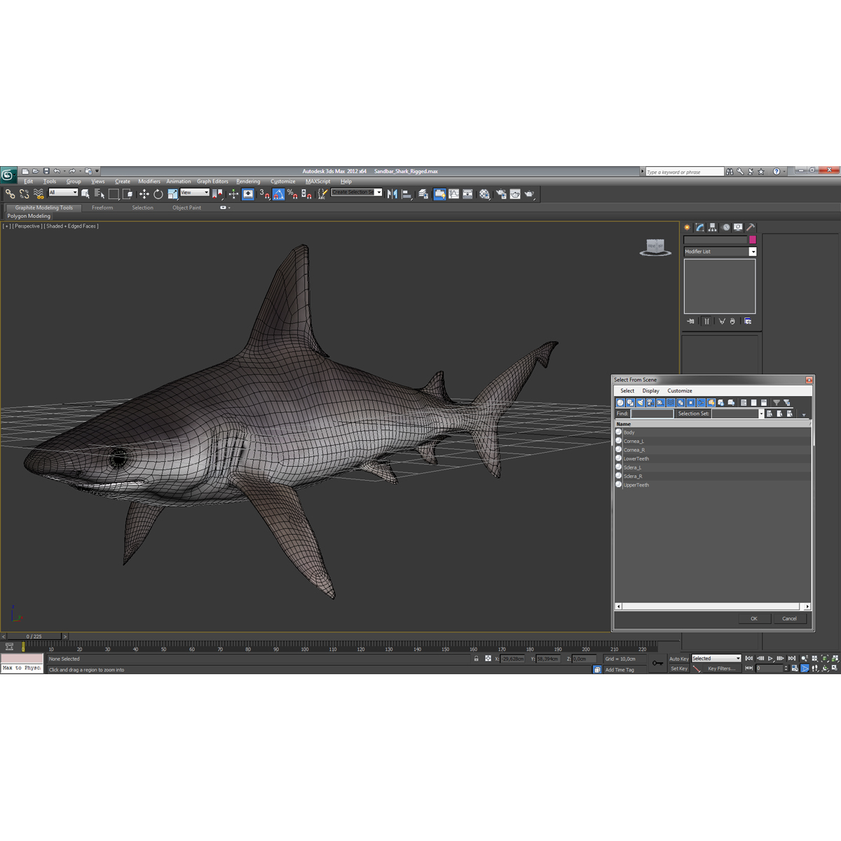 3D Sandbar Shark model