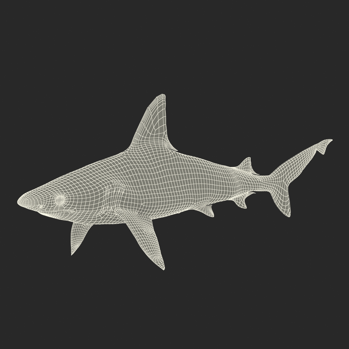 3D Sandbar Shark model