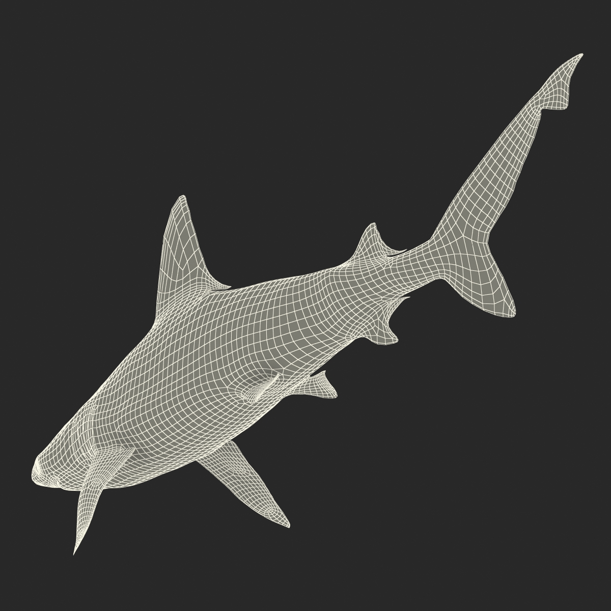 3D Sandbar Shark model