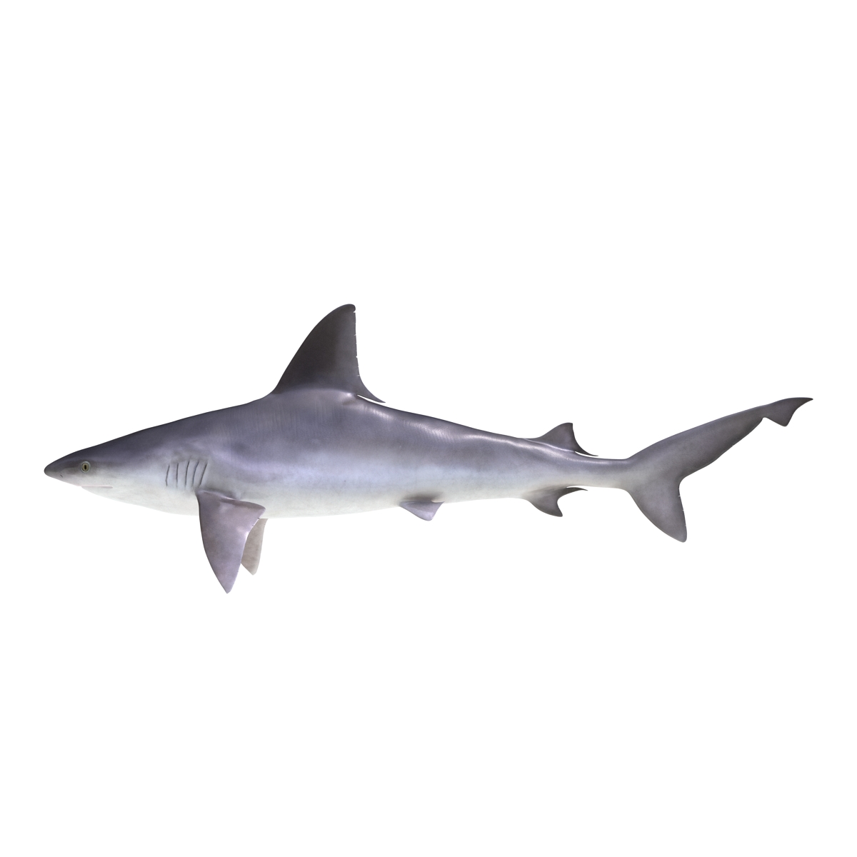 3D model Sandbar Shark Rigged