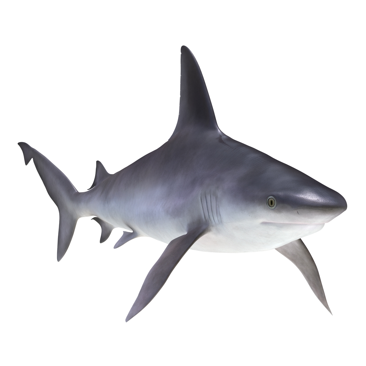 3D model Sandbar Shark Rigged