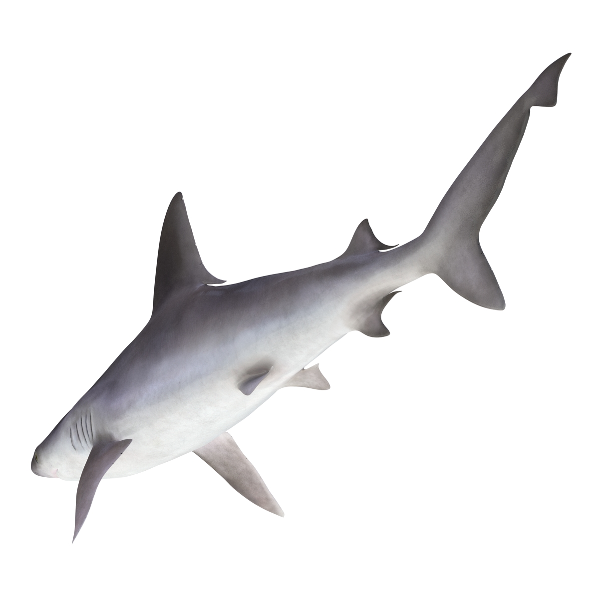 3D model Sandbar Shark Rigged