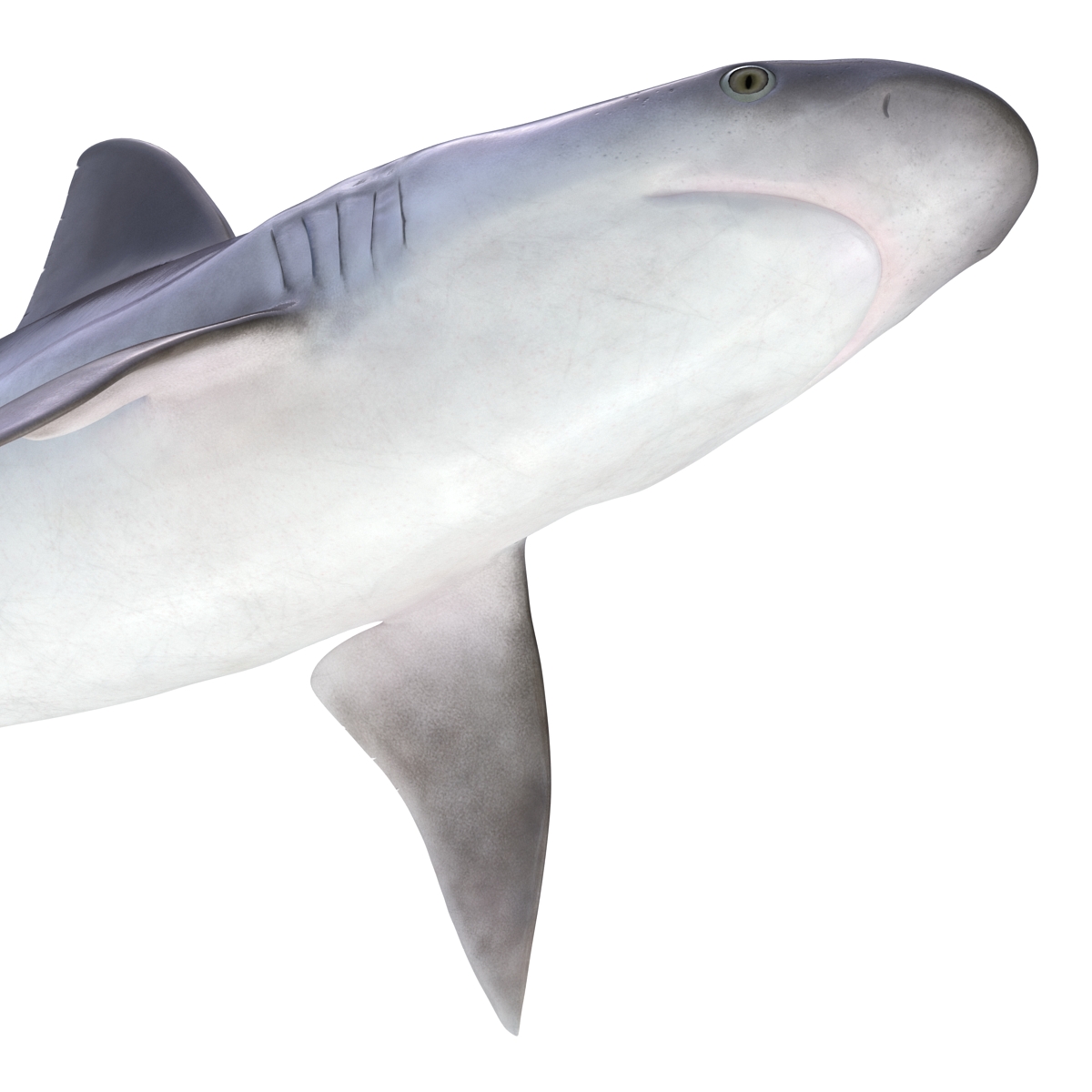 3D model Sandbar Shark Rigged