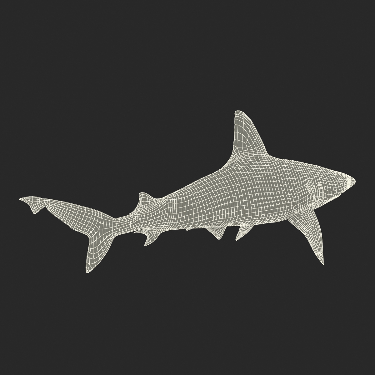 3D model Sandbar Shark Rigged