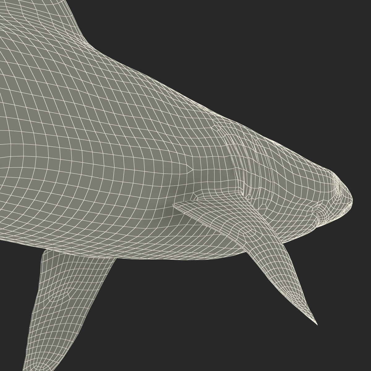 3D model Sandbar Shark Rigged