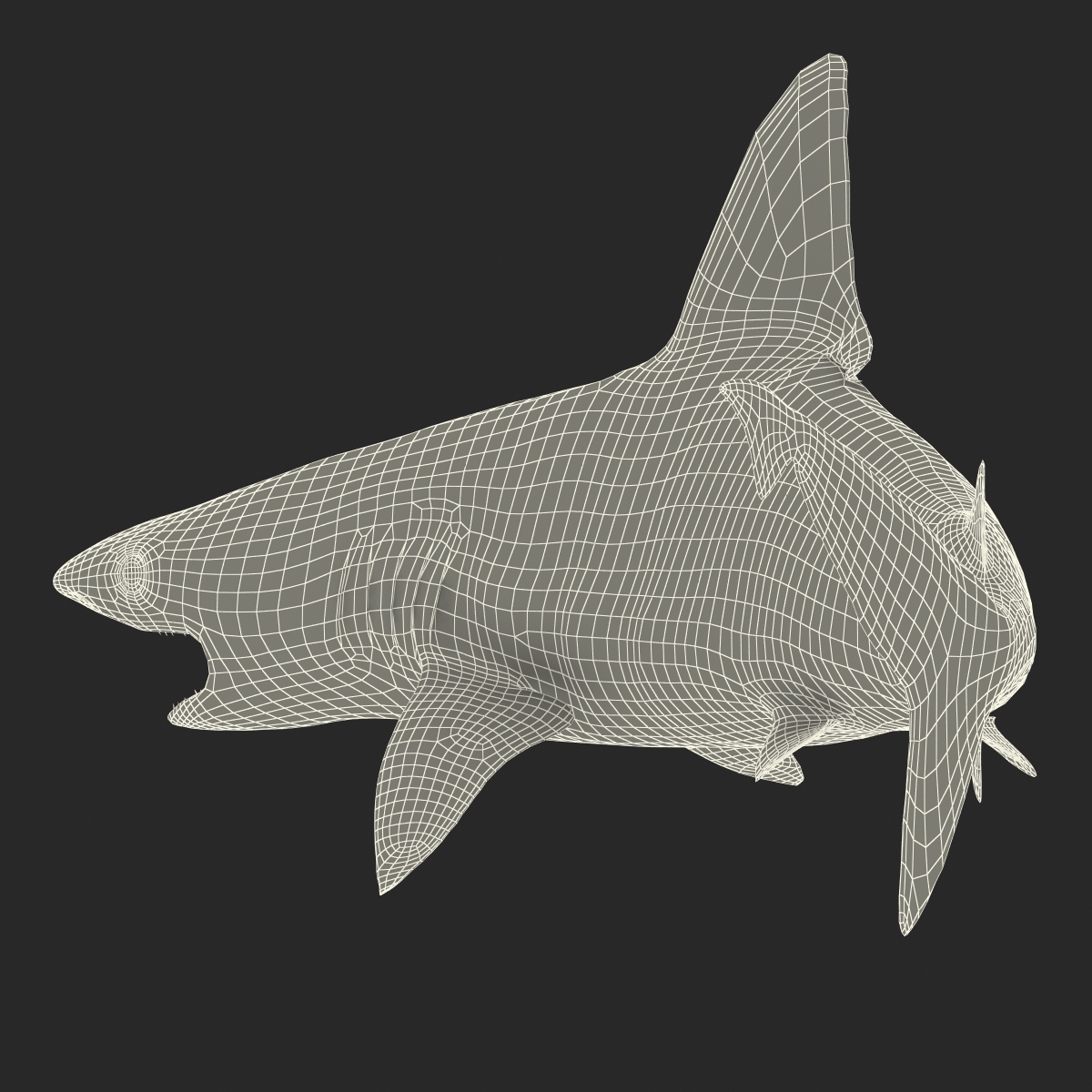 3D model Sandbar Shark Pose 2