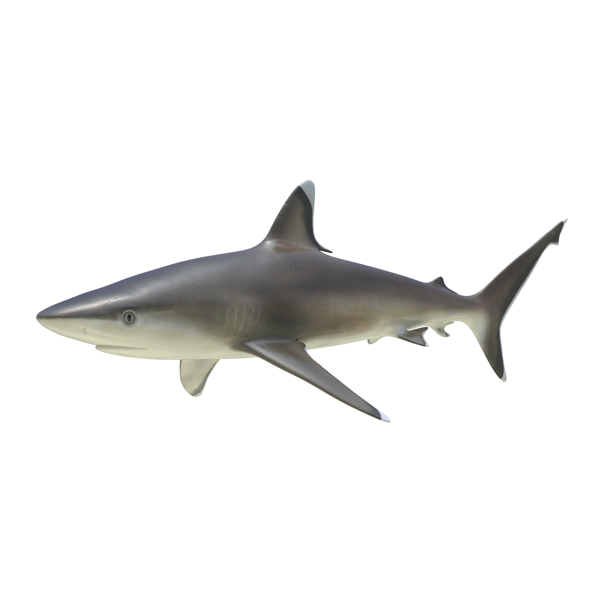 Silvertip Shark Rigged 3D