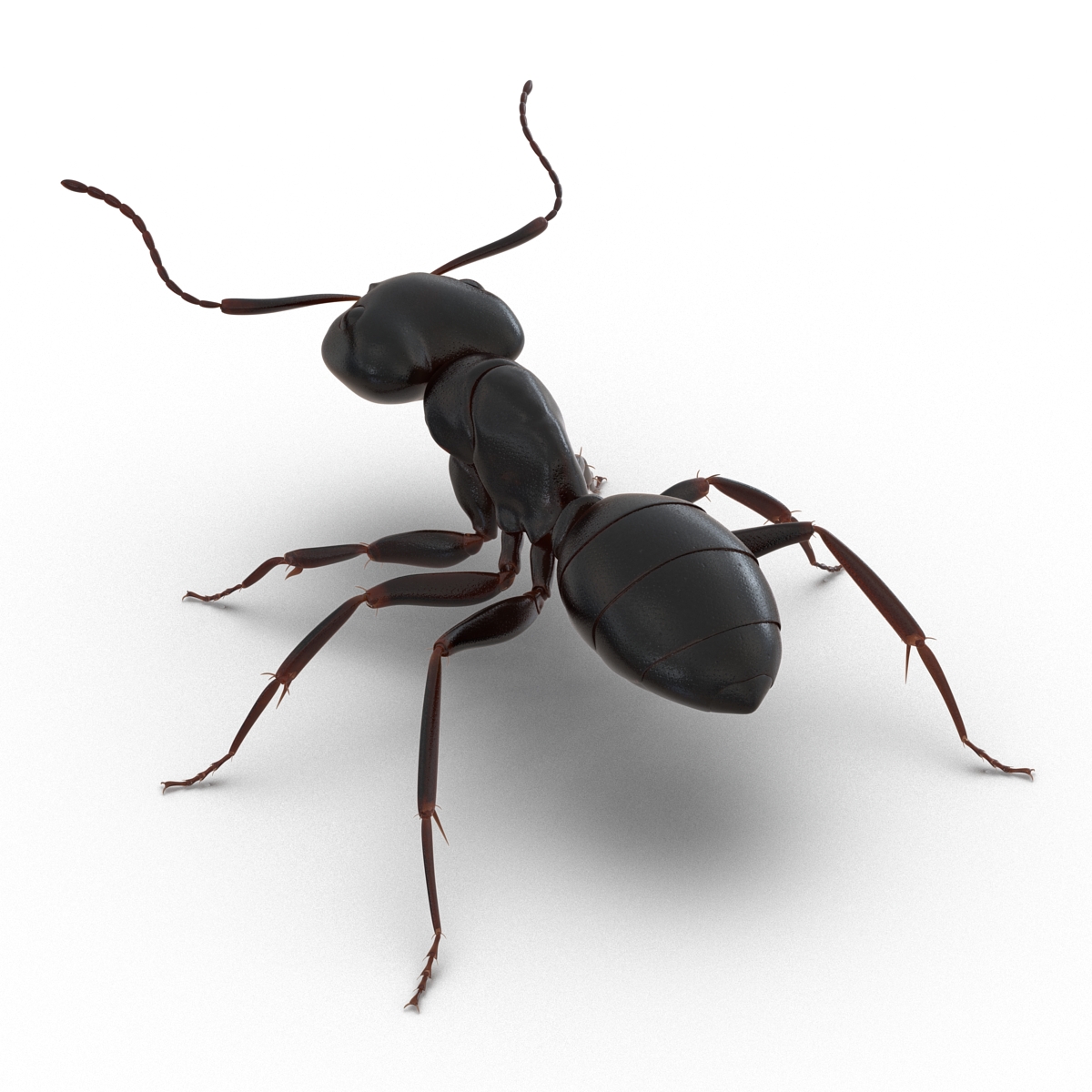 3D Black Ant Rigged