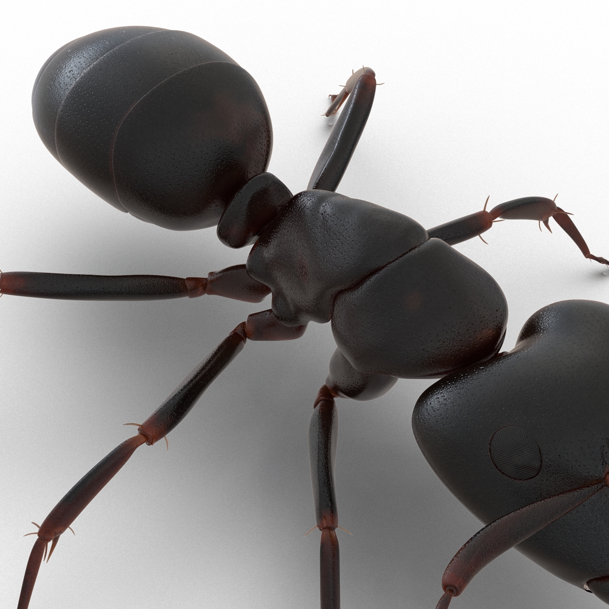 3D Black Ant Rigged