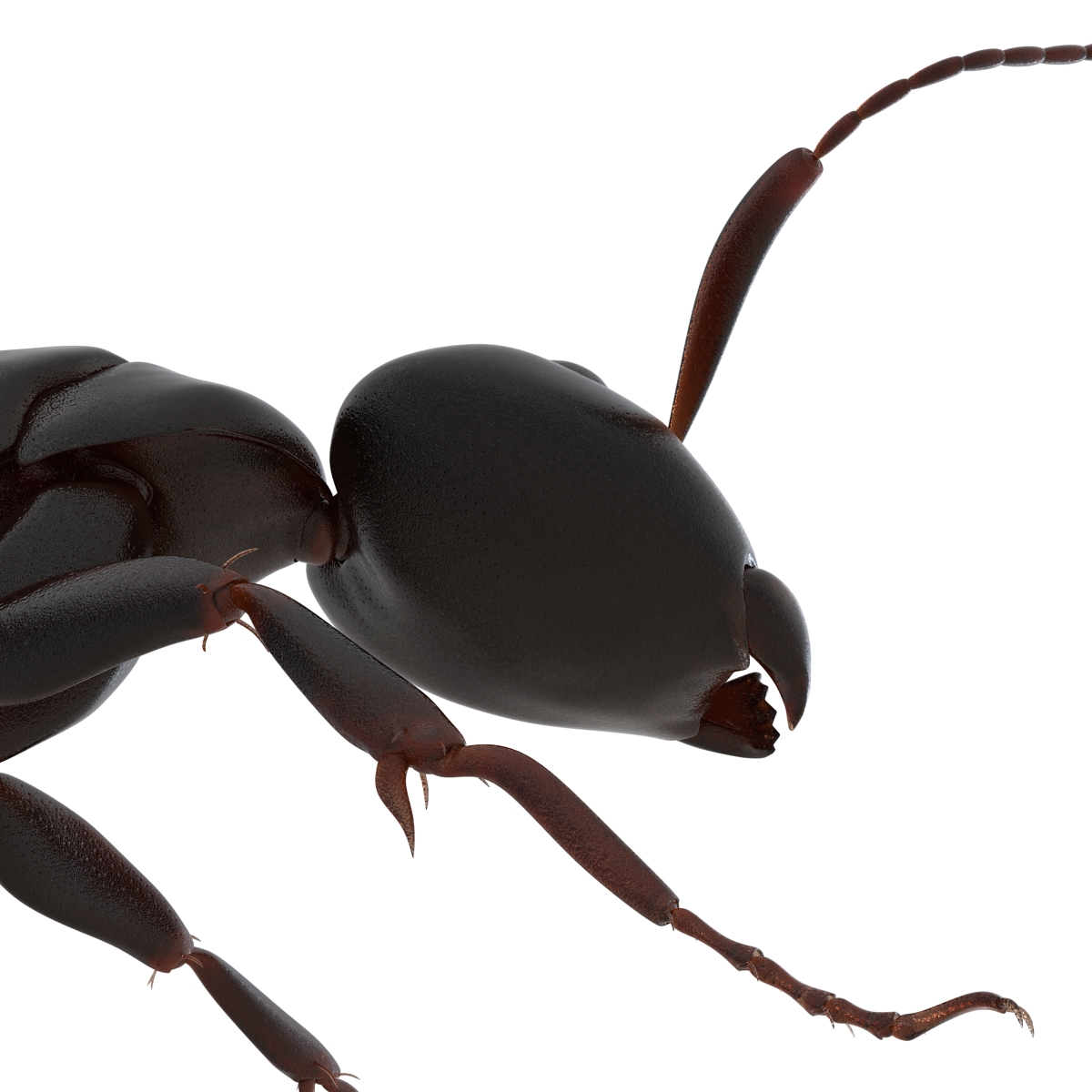 3D Black Ant Rigged