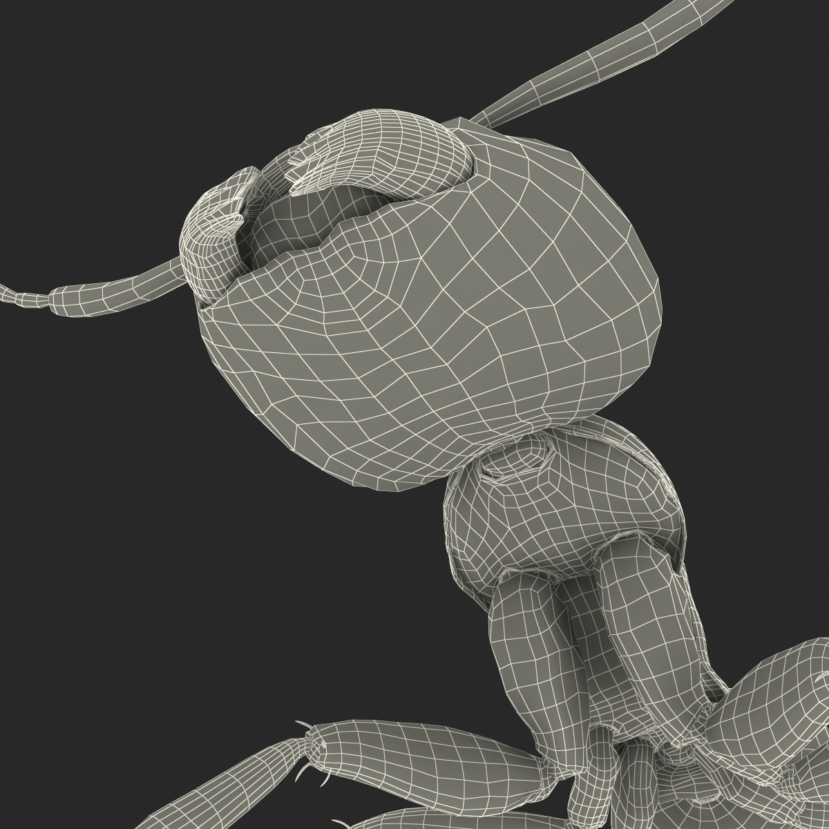 3D Black Ant Rigged