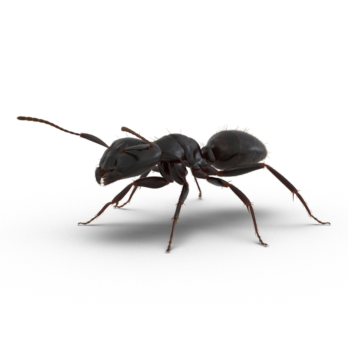 3D model Black Ant with Fur Rigged