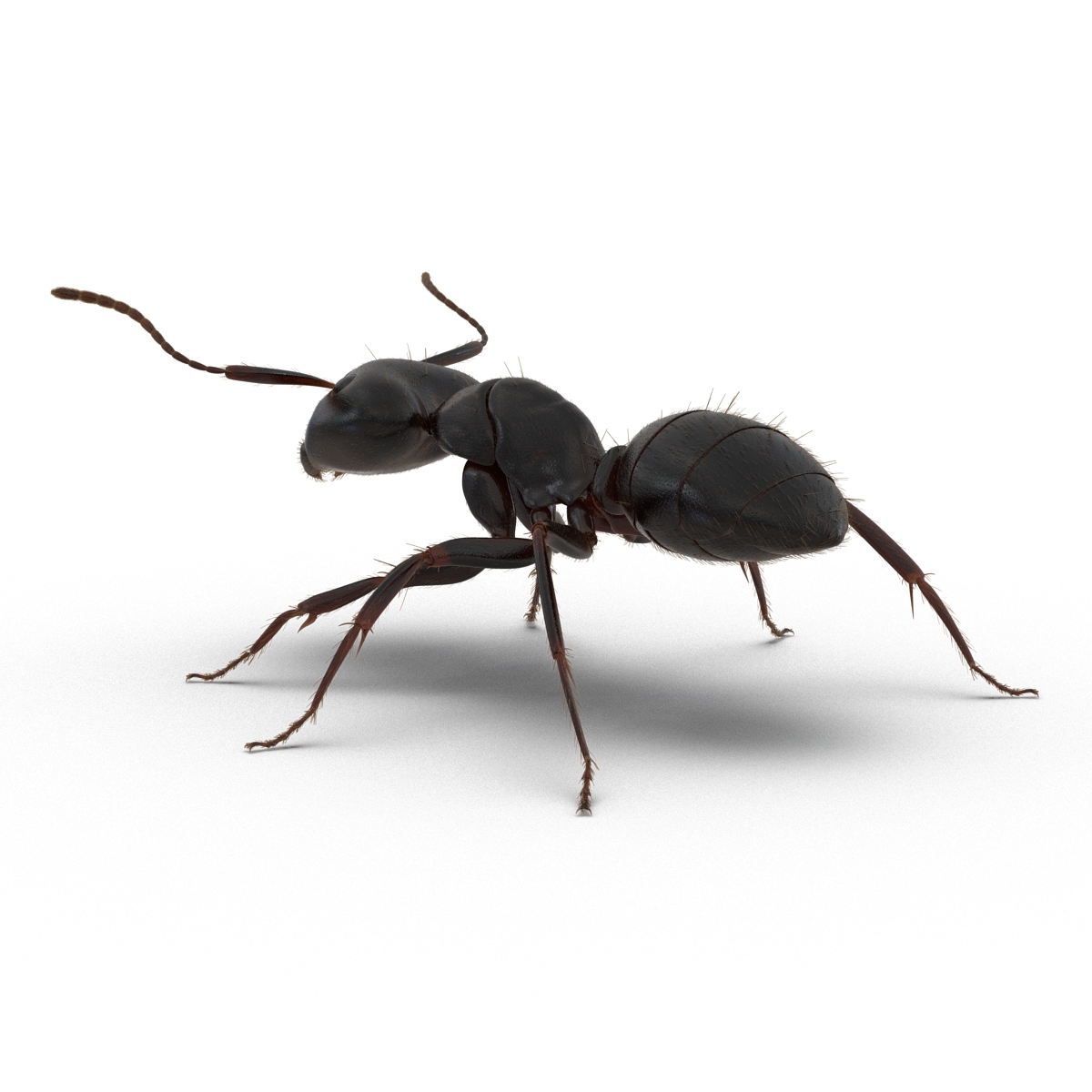 3D model Black Ant with Fur Rigged