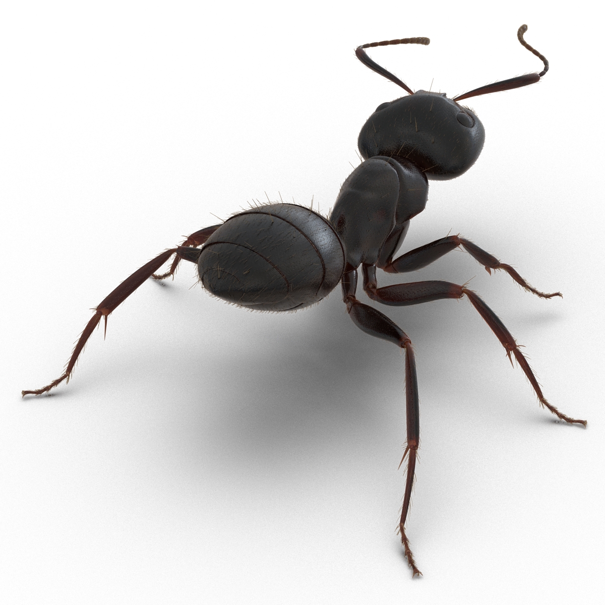 3D model Black Ant with Fur Rigged